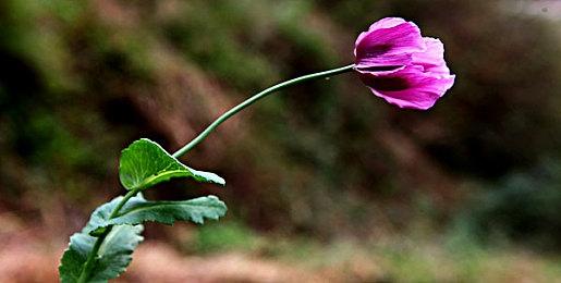 杨奇谈《黑神话：悟空》废案：不存在 能用的都用了